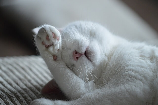 寝ている白い猫